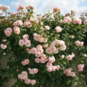 ROSE DE TOLBIAC plikomis šaknimis