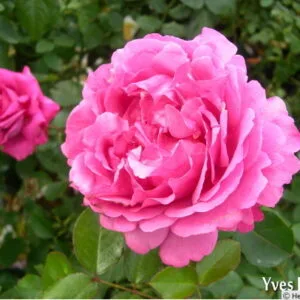 Cl. Yves Piaget (Keitsupiatsu) vazone 4l