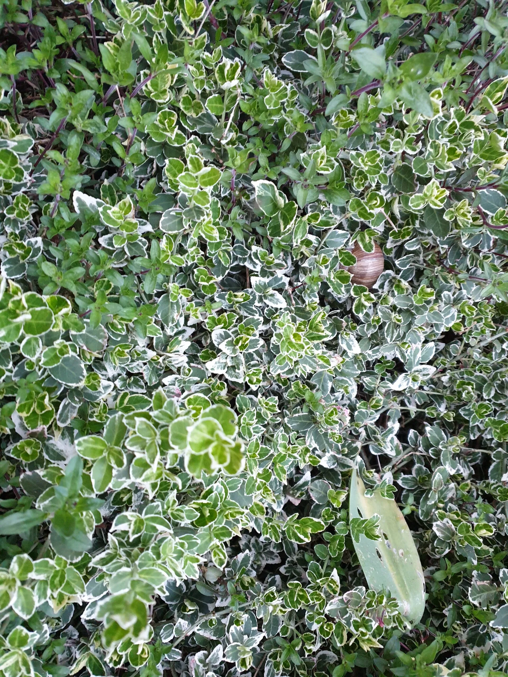 Ožekšnis fortūno EMERALD GAIETY