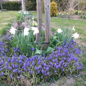 Muscari