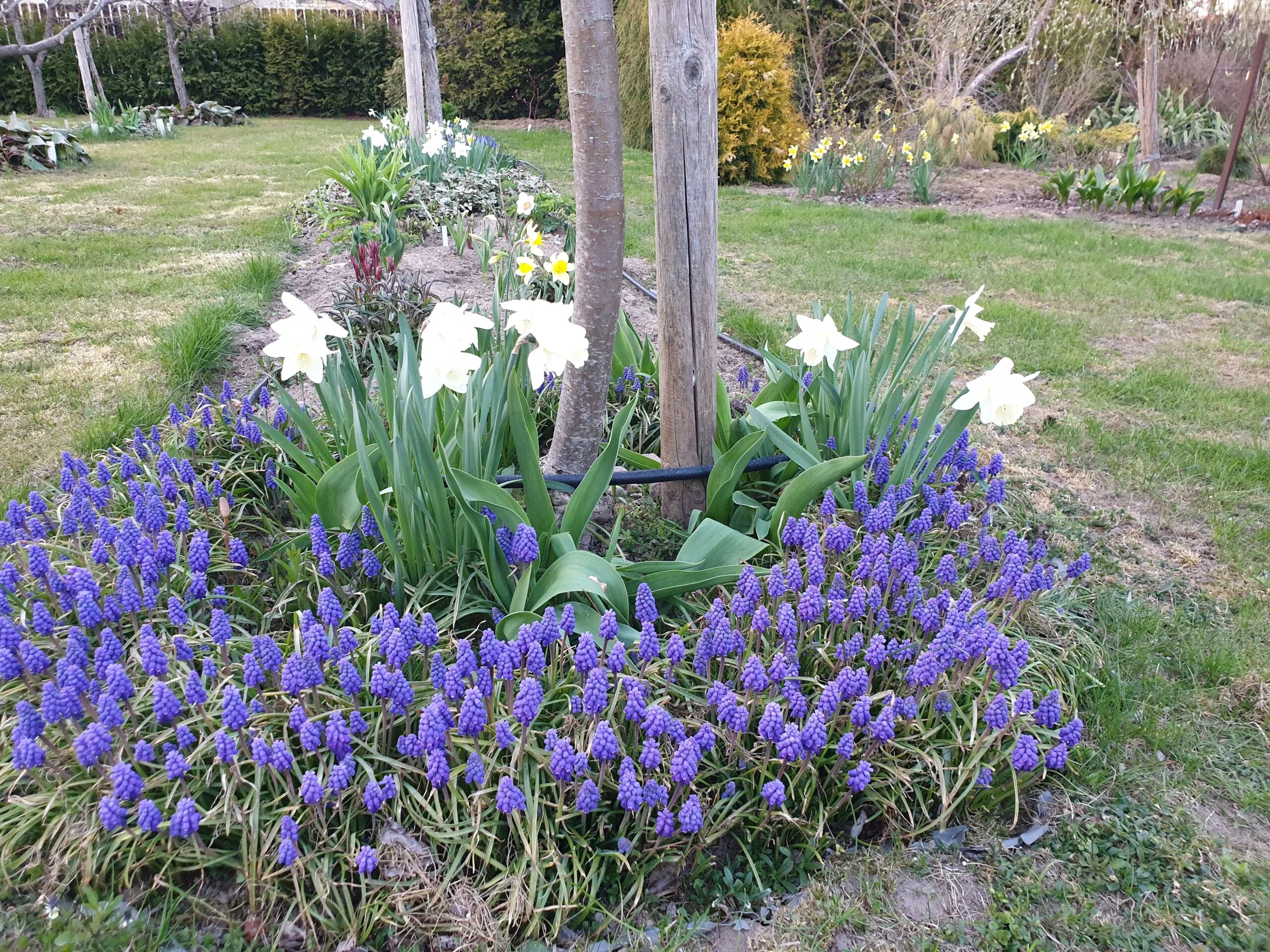 Muscari