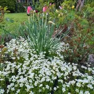 Uolaskėlė Arenso /Saxifraga Arendsii