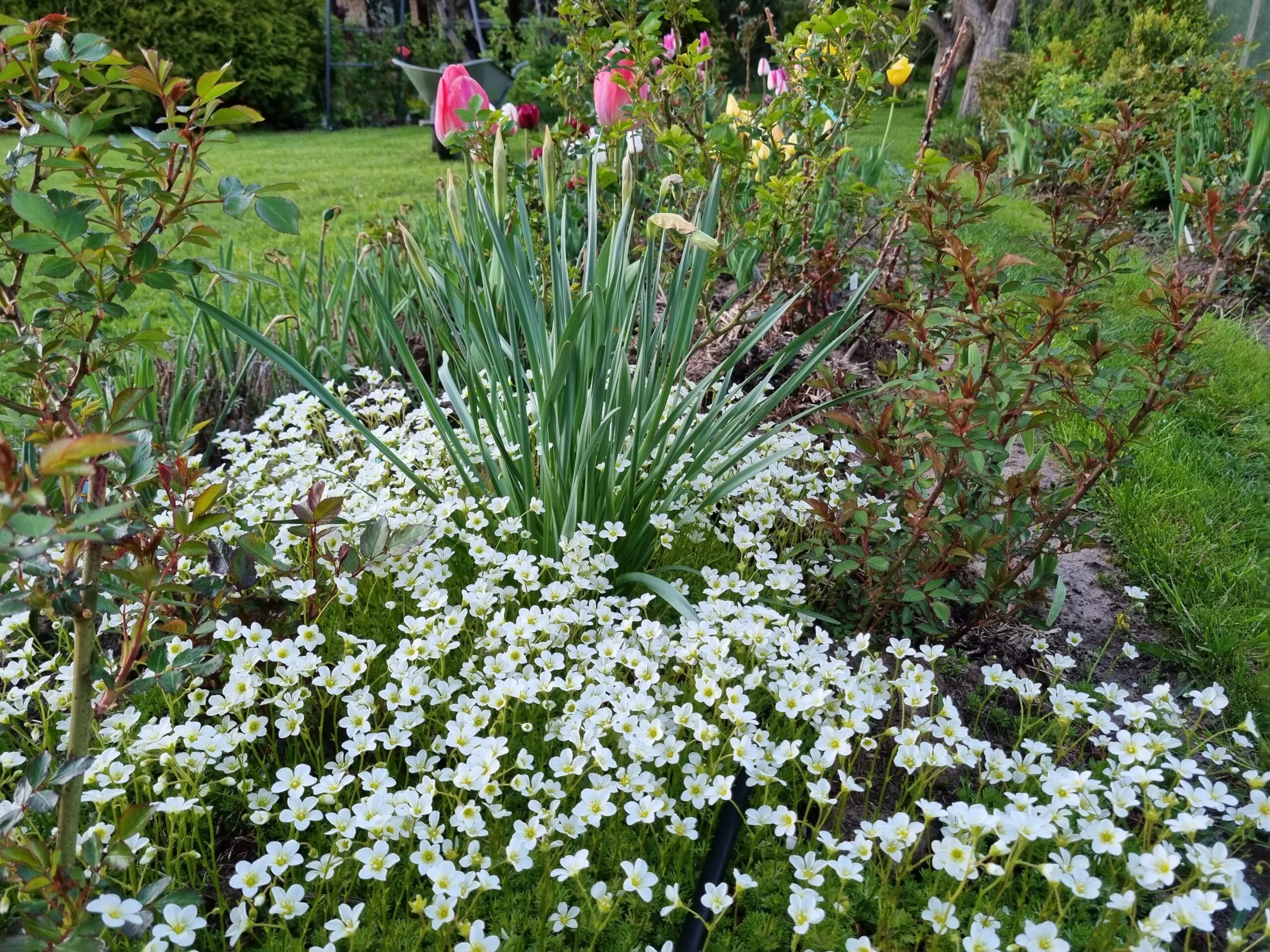 Uolaskėlė Arenso /Saxifraga Arendsii
