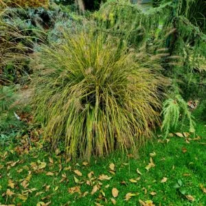 Soruolė ‘Hameln’ (pennisetum)