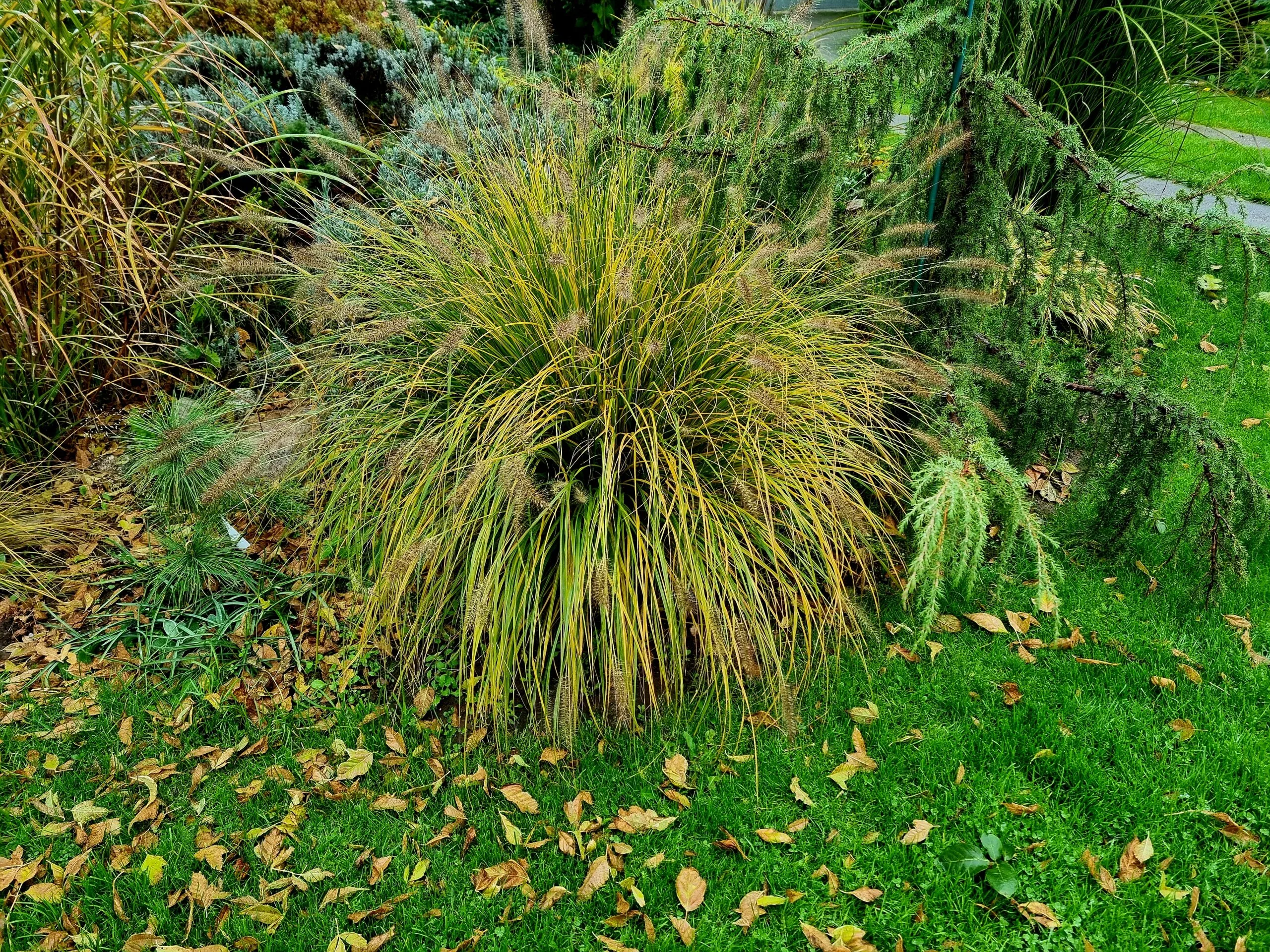 Soruolė ‘Hameln’ (pennisetum)