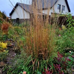 Lendrūnas smailiažiedis KARL FOERSTER (Calamagrostis)