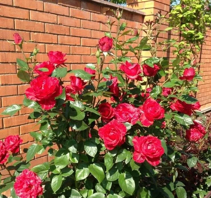 Red Intuition (DELstriro) plikomis šaknimis