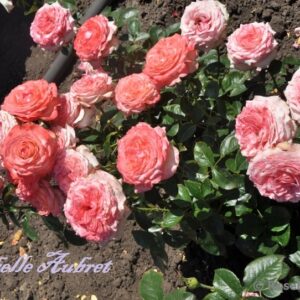 Isabelle Aubret (Panisaubel) plikomis šaknimis