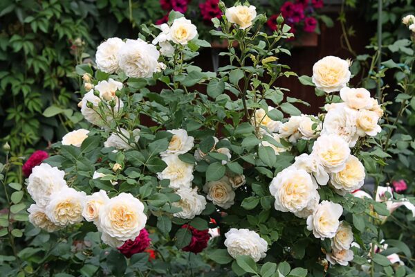 Crocus Rose® (AUSquest, City of Timaru, Emanuel) plikomis šaknimis