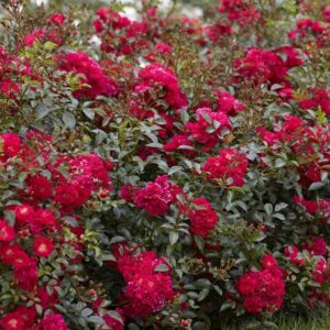 Red Fairy (Fairy Rouge, MORedfar, Rote Fairy) plikomis šaknimis