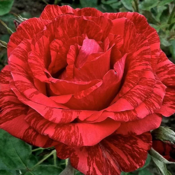 Red Intuition (DELstriro) plikomis šaknimis