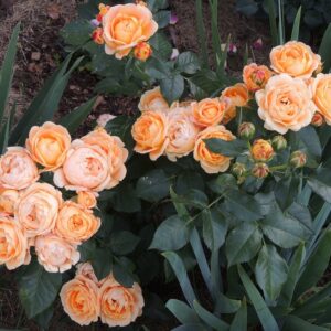 DOLCE VITA (DELCENTORAN)   plikomis šaknimis