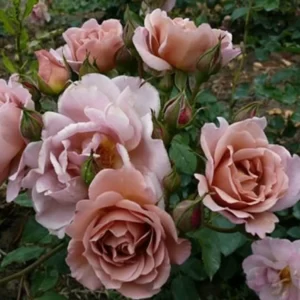 Lavender Pinocchio   plikomis šaknimis