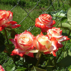 IMPERATRICE FARAH (DELIVOUR) plikomis šaknimis