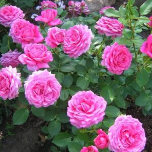 Claire Marshall (Harunite) plikomis šaknimis