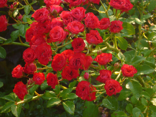 Scarlet Meillandecor (MEIkrotal, Scarlet Meidiland) vazone4l - Image 2