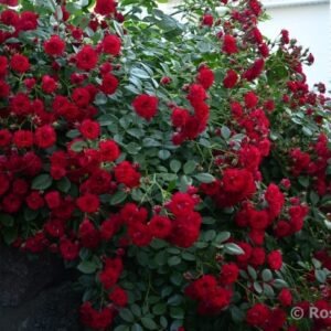 Scarlet Meillandecor (MEIkrotal, Scarlet Meidiland) vazone4l