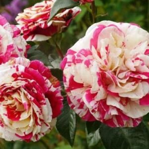 Vanille Fraise (LAPvanil) vazone