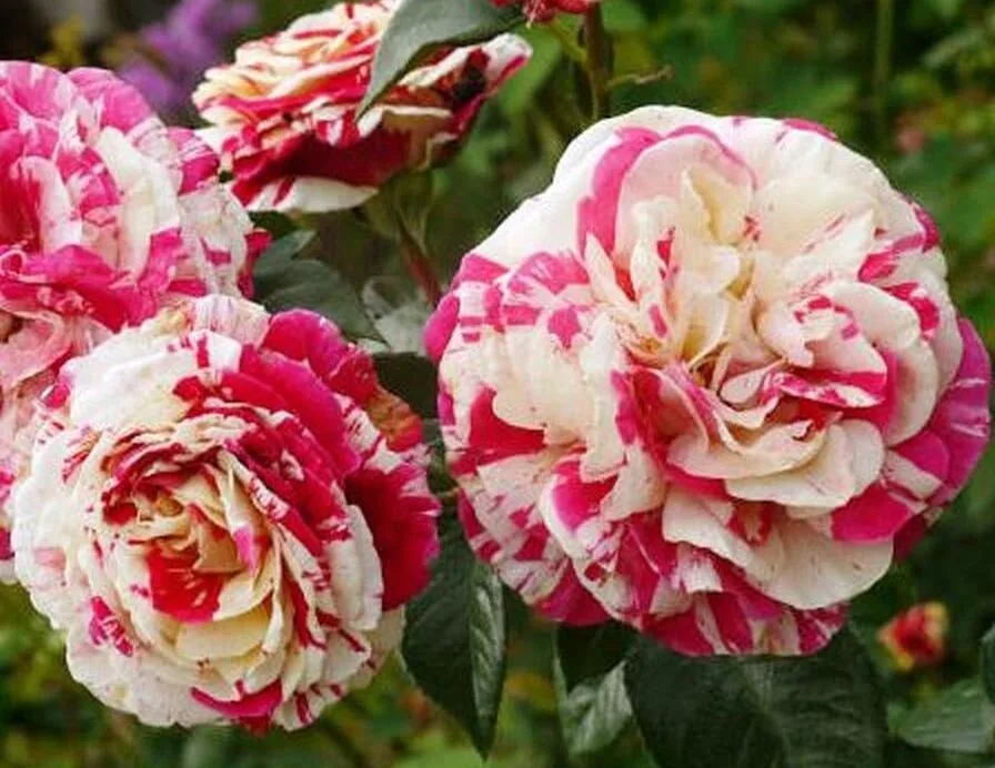 Vanille Fraise (LAPvanil) plikomis šaknimis