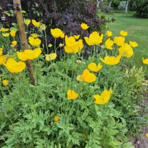 Kambrinis aguonaitis/Meconopsis cambrica