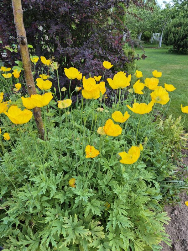 Kambrinis aguonaitis/Meconopsis cambrica