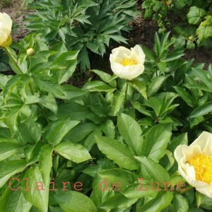 Bijūnas Claire de Lune