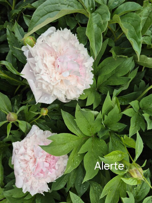 Bijūnas Alertie - Image 3