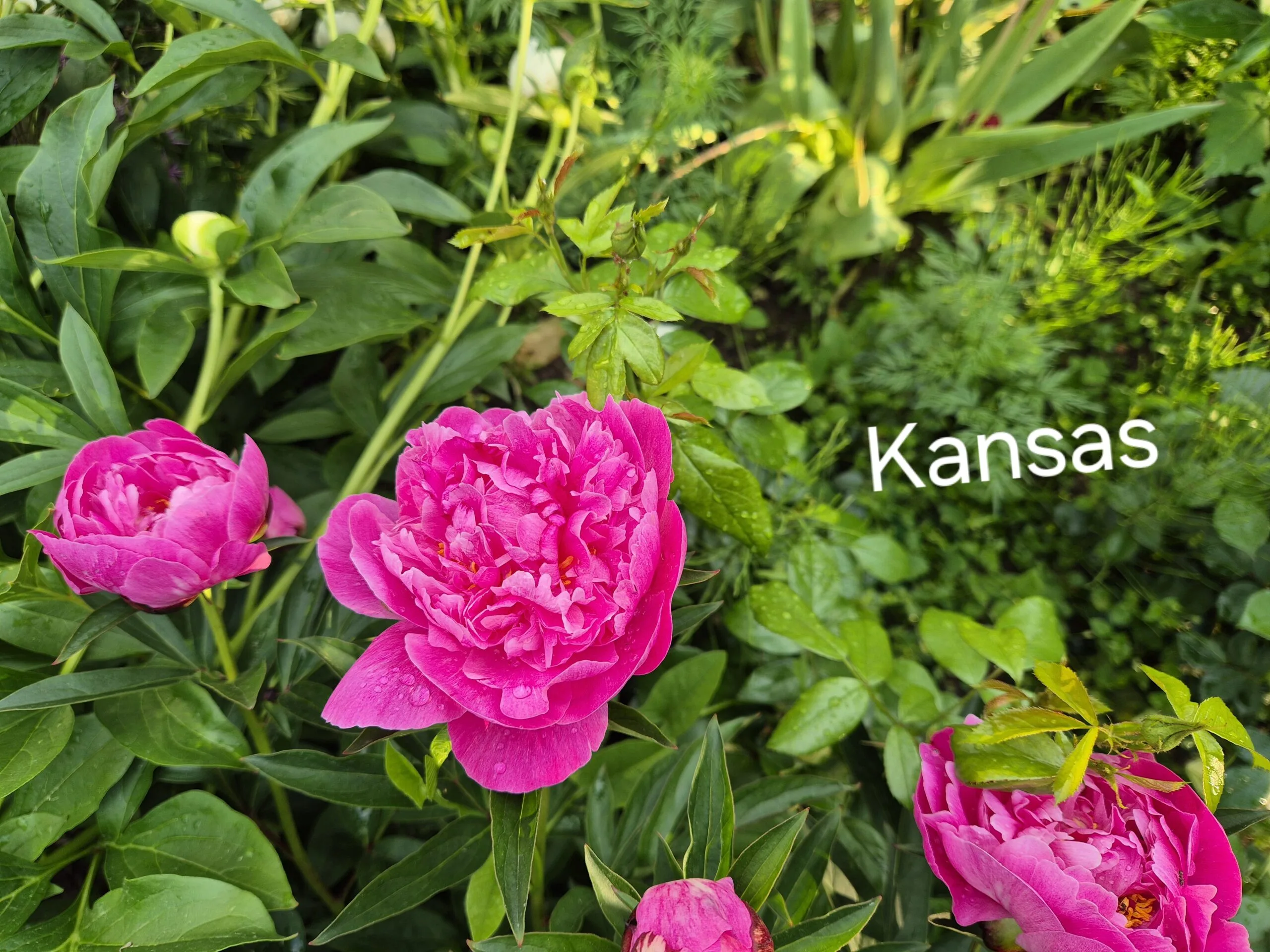 Bijūnas Kansas