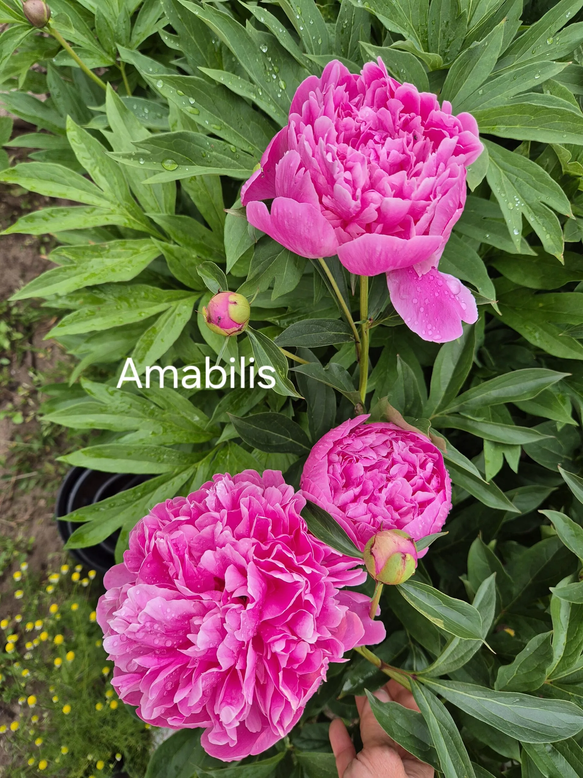 Bijūnas Amabilis