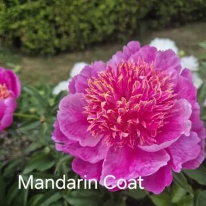 Bijūnas Mandarin s Coat