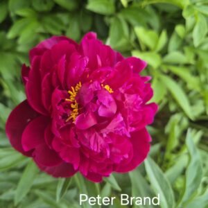 Bijūnas Peter Brand