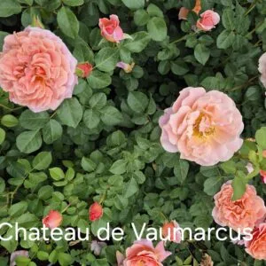 Chateau de Vaumarcus vazone