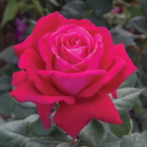 Elegance Francaise (Meithatie) vazone