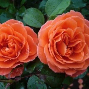 Orange Meilove (Meipluvia) plikomis šaknimis