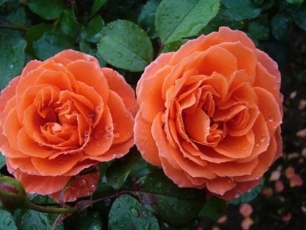Orange Meilove (Meipluvia) plikomis šaknimis