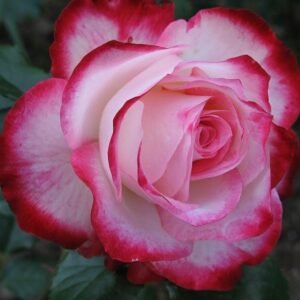 Princesse de Monaco (MEImagarmic, Grace Kelly, Preference, Princess Grace, Princess of Monaco, Princesse Grace de Monaco)