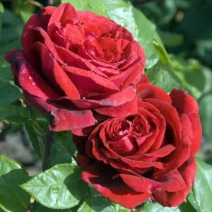 Rosa Winschoten (Meiafone) = Duftfestival plikomis šaknimis