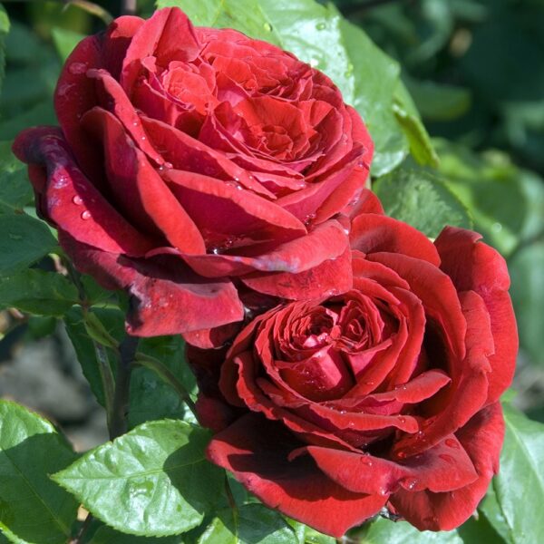 Rosa Winschoten (Meiafone) = Duftfestival  plikomis šaknimis