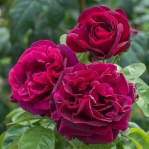 Rose du Roi à Fleur Pourpres vazone