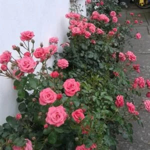 Bella Rosa (Korwonder) plikmis šaknimis