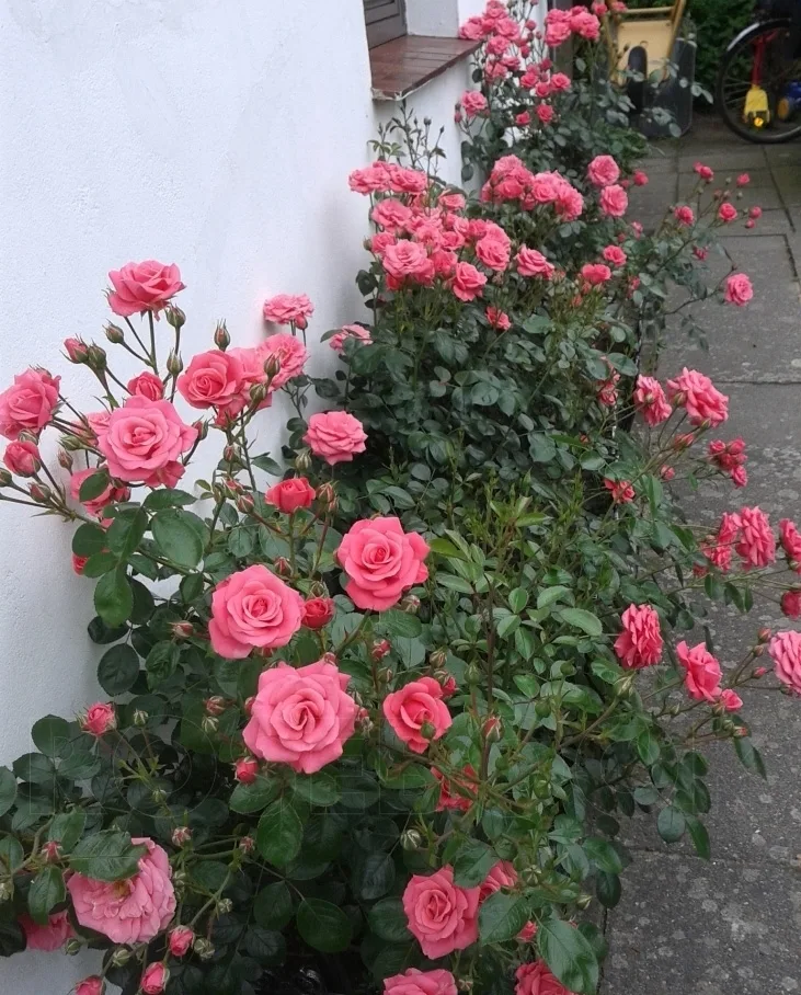 Bella Rosa (Korwonder) plikmis šaknimis