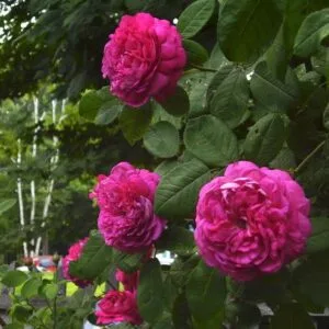Duc de Cambridge vazone