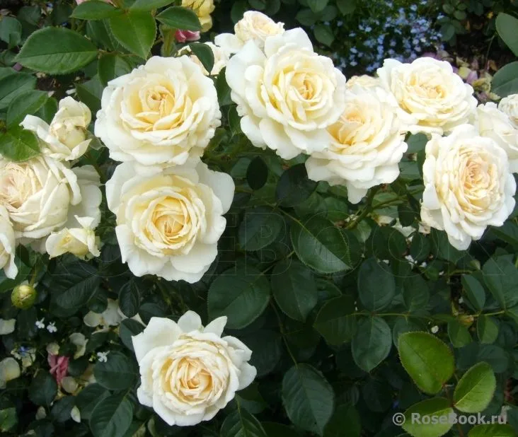 Cream Abundance (Harflax) plikomis šaknimis