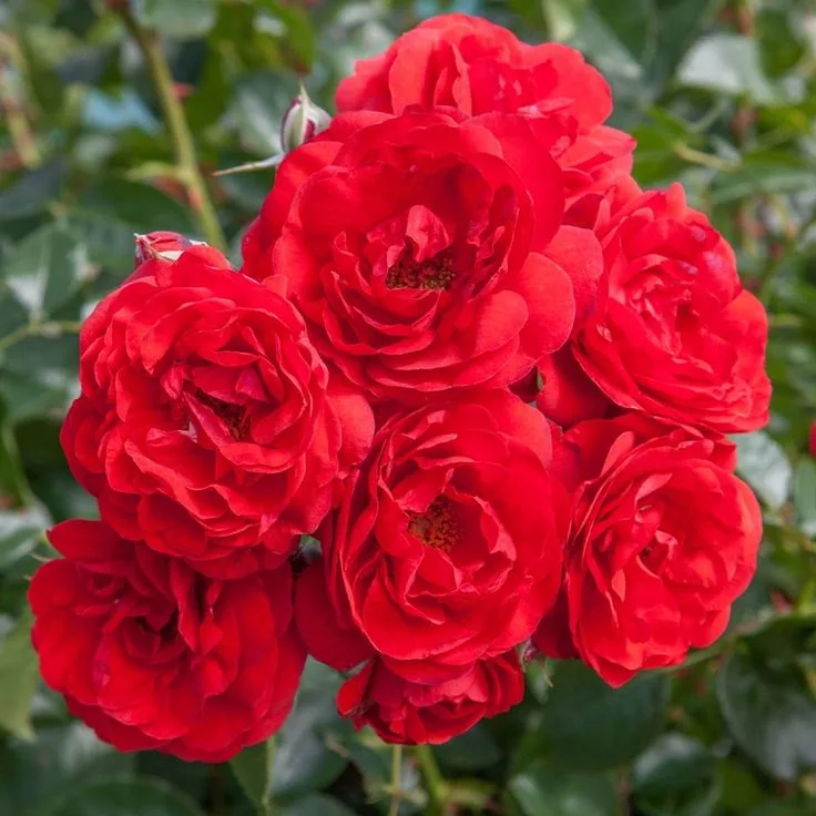 Scarlet Bonica (Meiscarlebo) plikomis šaknimis