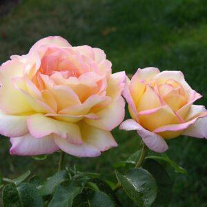 Peace (Gioia, Gloria Dei, Mme Antoine Meilland, Beke, Fredsrosen, Mme.A.Meilland )