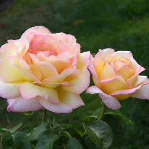 Peace (Gioia, Gloria Dei, Mme Antoine Meilland, Beke, Fredsrosen, Mme.A.Meilland )