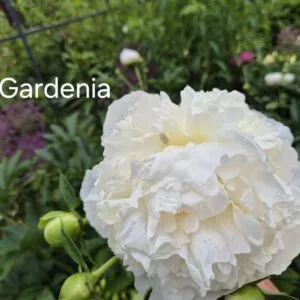 Bijūnas Gardenia