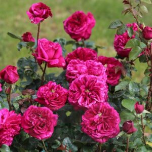 Gardener's Friend plikomis šaknimis