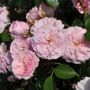 Blush Winterjewel plikomis šaknimis
