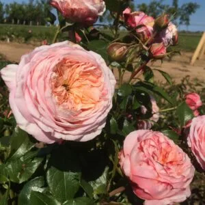 Domaine de Chantilly (DELagak) plikomis šaknimis